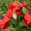 150 Red LADYBIRD POPPY Papaver Commutatum Scarlet Black Flower Seeds