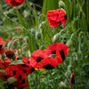 150 Red LADYBIRD POPPY Papaver Commutatum Scarlet Black Flower Seeds