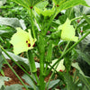 300 CLEMSON Spineless GREEN OKRA Abelmoscgus Esculentus Vegetable Seeds