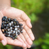 20 JOBS TEARS (Jobi / Coix / Yi Yi Ren / Junos Tears) Coix Lacryma Vegetable Seeds
