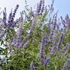 25 CHASTE BERRY TREE Vitex Agnus Castus Monk's Pepper Purple Fragrant Flower Seeds