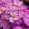1000 ROSE CARDINAL CANDYTUFT Iberis Umbellata Flower Seeds