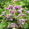 20 ZEBRA MALLOW Malva sylvestris var. Zebrina Flower Seeds