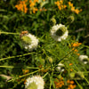 1000 WHITE PRAIRIE CLOVER Dalea Candida Flower Seeds