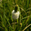 1000 WHITE PRAIRIE CLOVER Dalea Candida Flower Seeds