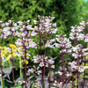 25 HUSKER RED PENSTEMON Digitalis Foxglove Beardtongue White Flower Seeds