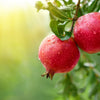 25 POMEGRANATE TREE Punica Granatum Red Fruit Seeds