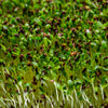 Organic Buckwheat Seeds – Fagopyrum Esculentum Grain Cover Crop Ground Cover Flower Vegetable – photo 7