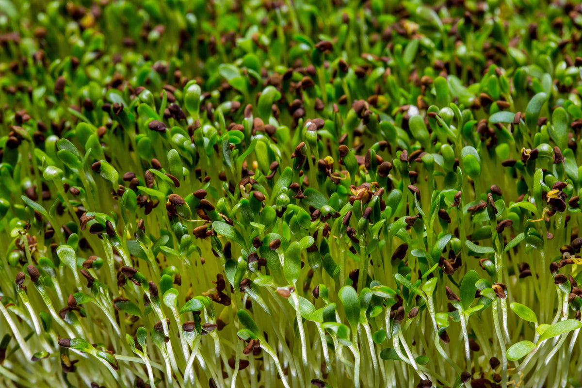 Organic Buckwheat Seeds – Fagopyrum Esculentum Grain Cover Crop Ground Cover Flower Vegetable – photo 7