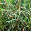 500 DERBY TIMOTHY GRASS Ornamental Phleum Pratense Seeds