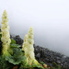 5 NOBLE RHUBARB Rheum Nobile Ornamental Sikkim Himalayan Glasshouse Plant Seeds