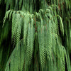 30 Kashmir WEEPING CYPRESS TREE Cupressus Cashmeriana Blue Evergreen Seeds