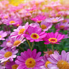 100 Mixed Colors ROBINSONS PAINTED DAISY Chrysanthemum Pink Red Rose & Yellow Pyrethrum Flower Seeds