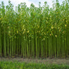 100 TOSSA JUTE Mallow Corchorus Olitorius African Sorrel Bush Okra Twine Vegetable Seeds