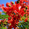 10 ROYAL POINCIANA TREE Delonix Regia aka Red Flame Flamboyant Tree Peacock Flower Seeds