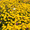 250 GOLDEN MARGUERITE DAISY Dyer's Yellow Chamomile Anthemis Tinctoria Kelwayi Cota Tinctoria  Paris Daisy Herb Flower Seeds