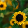 150 YELLOW CREEPING ZINNIA Sanvitalia Procumbens Seeds