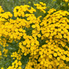 100 YELLOW TANSY Double Golden Buttons Fern Leaf Tanacetum Vulgare Flower Seeds