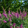 50 VIOLET BUTTERFLY BUSH Buddleja Davidii Purple Flower Seeds