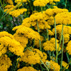 250 GOLD Golden Yellow YARROW Achillea Filipendulina Flower Seeds