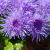 100 Dwarf BLUE MINK AGERATUM Houstonianum Fuzzy Double West Indies Flower Seeds