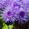 Dwarf Blue Mink Ageratum Seeds – Houstonianum Fuzzy Double West Indies Flower – photo 9