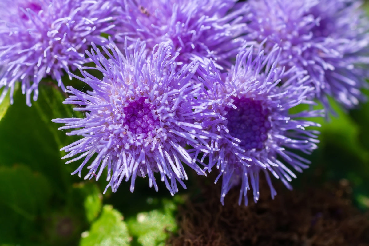Dwarf Blue Mink Ageratum Seeds – Houstonianum Fuzzy Double West Indies Flower – photo 9
