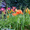10 MIXED COLORS DAYLILY Hemerocallis Day Lily Fine Mix Red Purple Flower Seeds