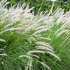 25 DWARF FOUNTAIN GRASS Pennisetum Alopecuroides Hardy Ornamental White Plume Seeds