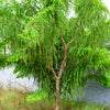 10 INDIAN GOOSEBERRY Phyllanthus Emblica Emblic Edible Fruit Tree Seeds
