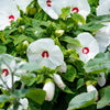 25 Luna WHITE HARDY HIBISCUS Hibiscus Moscheutos Flower Seeds