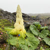 5 NOBLE RHUBARB Rheum Nobile Ornamental Sikkim Himalayan Glasshouse Plant Seeds