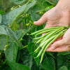 Tendergreen Green Bean Seeds – Phaseolus Vulgaris Vegetable – photo 2