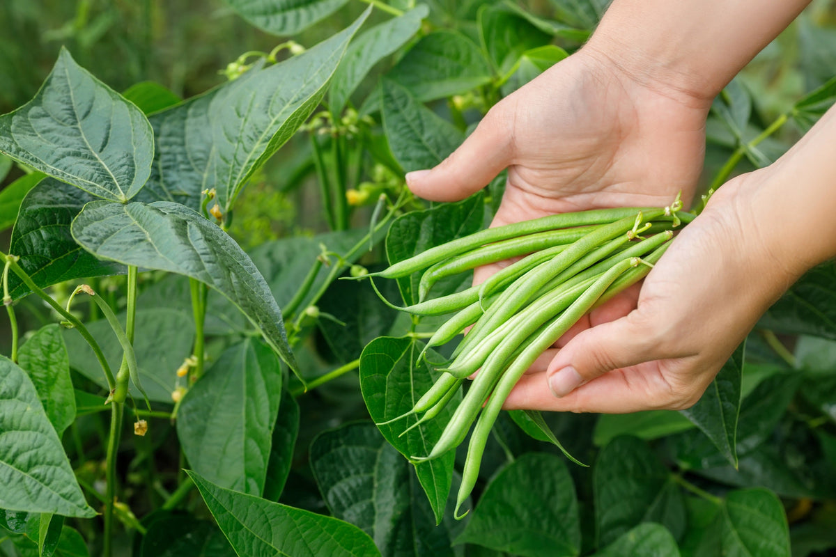 Tendergreen Green Bean Seeds – Phaseolus Vulgaris Vegetable – photo 2