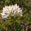 200 WHITE QUEEN CLEOME (Spider Flower) Cleome Hassleriana Cleome Spinosa Flower Seeds