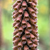 20 MILK CHOCOLATE FOXGLOVE Spanish Digitalis Parviflora Red Brown Flower Seeds