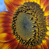 Orange Evening Colors Sunflower Seeds – Helianthus Annuus Flower – photo 7