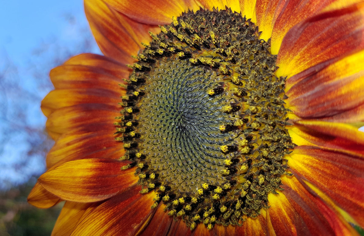 Orange Evening Colors Sunflower Seeds – Helianthus Annuus Flower – photo 7
