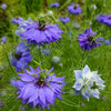 500 LOVE In A MIST PERSIAN Jewels Mixed Colors (Fennel Flower) Nigella Damascena Flower Seeds