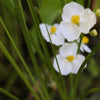 500 White Broadleaf ARROWHEAD Sagittaria Latifolia POND WETLAND Flower Seeds