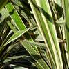 10 Variegated NEW ZEALAND FLAX Phormium Tenax Variegatum Ornamental Grass Flower Seeds