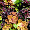 Mixed Colors Coleus Rainbow Mix Seeds – Shade Houseplant Solenostemon Flower – photo 3