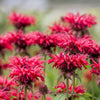 10 Panorama RED BEE BALM Monarda Didyma Oswego Tea Herb Flower Seeds
