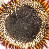50 WHITE Zulu Prince CAPE DAISY Venidium Fastuosum Alba Flower Seeds