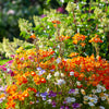 50 ORANGE PRINCE NEMESIA Strumosa Flower Seeds