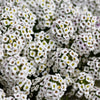 1000 WHITE SWEET ALYSSUM Carpet Of Snow Lobularia Maritima Flower Seeds