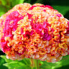 100 CORAL GARDENS Mix CELOSIA Cockscomb Celosia Argentea Cristata Flower Seeds