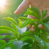 50 STEVIA ( Sweetleaf / Sweet Leaf / Sugarleaf ) Stevia Rebaudiana Sugar Flower Herb Seeds