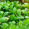 400 Monstrueux De VIROFLAY SPINACH French Spinacia Oleracea Vegetable Seeds