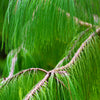 30 Mexican WEEPING PINE TREE Evergreen Pinus Patula Seeds